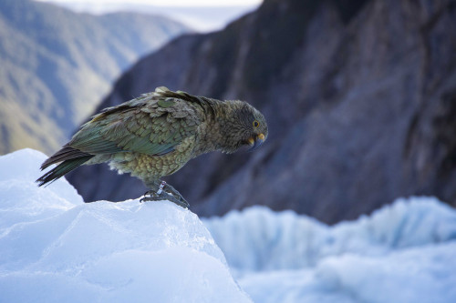 Best Photography Spots Around Franz Josef